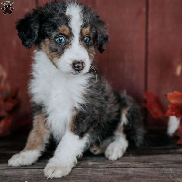 Chief, Mini Bernedoodle Puppy